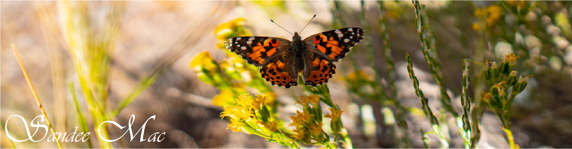 Butterfly for Transformation for Session Options